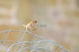 鳥,動物,羽毛