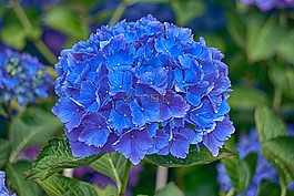 繡球花,花,植物區(qū)系