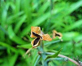 seedpods,干,棕色