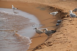 贝加尔湖,海鸥,海滩
