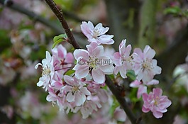 觀賞櫻花,開花,夏季