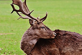 野生,赫爾,wildpark 地點