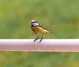 鳥,動物,性質(zhì)