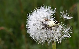 蒲公英,飞行的种子,种子