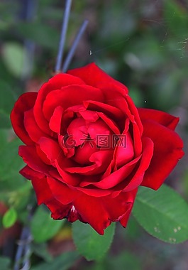 玫瑰,玫瑰花瓣,紅色