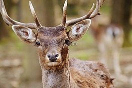 野生,赫爾,wildpark 地點(diǎn)