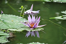 蓮花,性質(zhì),花