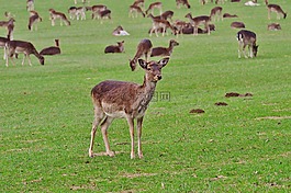 野生,一群,wildpark 地点
