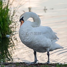 天鵝,年輕,白