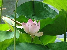 花,礼来公司,莲花