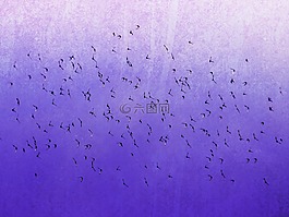 鳥,羊群,飛行