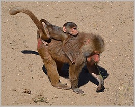狒狒,動(dòng)物園,系列
