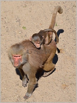 狒狒,動(dòng)物園,系列