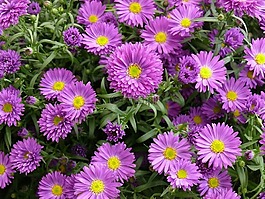 阿斯特拉,花,性質(zhì)