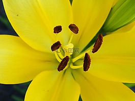 花,百合,亞洲百合