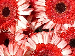非洲菊,花,性質(zhì)