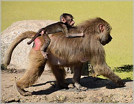 狒狒,動(dòng)物園,系列
