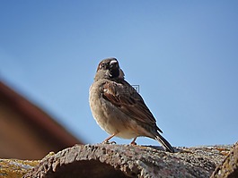 麻雀,鳥,屋頂