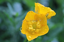尖毛茛,毛茛屬防治大,毛茛
