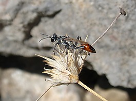 工兵黃蜂,黃蜂,斯汀
