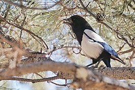 動物,鳥,自然