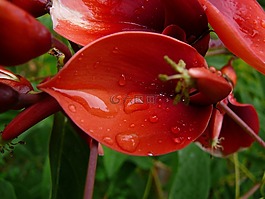 盛开,花 korallina,微妙