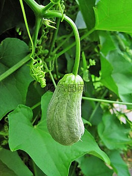 壁球,水果,蔬菜