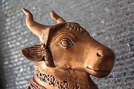 公牛,牛,動(dòng)物