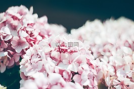 花,白,花瓣