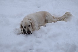 狗,金retriver,雪冬