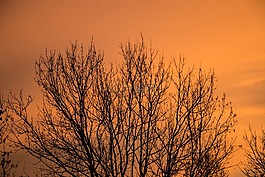 天空,樹(shù),秋季