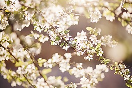 花,白,花瓣
