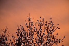 天空,樹,秋季