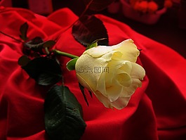 玫瑰,黃色,開花