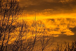 天空,樹(shù),秋季