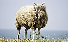 披着羊皮的狼,狼,羊