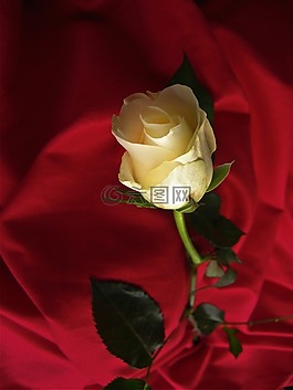 玫瑰,黃色,開(kāi)花