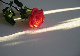 玫瑰,紅色,開花