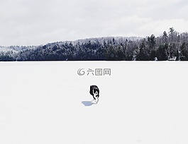 狗,動(dòng)物,雪