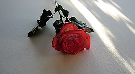 玫瑰,紅色,開花