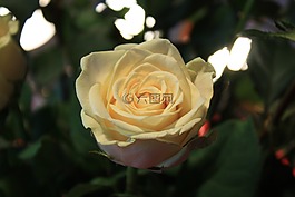 玫瑰,黃色,開花