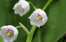 鈴蘭,convallaria majalis,花