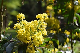 黄色,花卉,森林