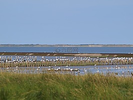 瓦登海,島視圖,落潮