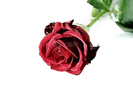 玫瑰,紅色,開花
