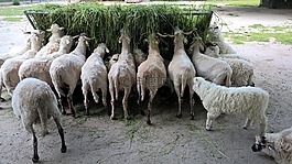羊,農(nóng)場,動物園