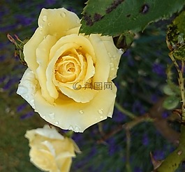 黃玫瑰,花園,花
