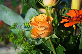 花,目睹,太陽