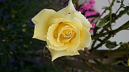 黃玫瑰,花園,花