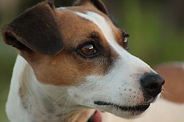 狗,杰克羅素,小獵犬